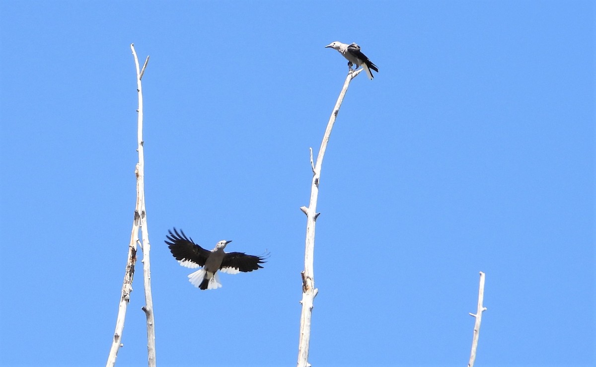 Clark's Nutcracker - ML351151701