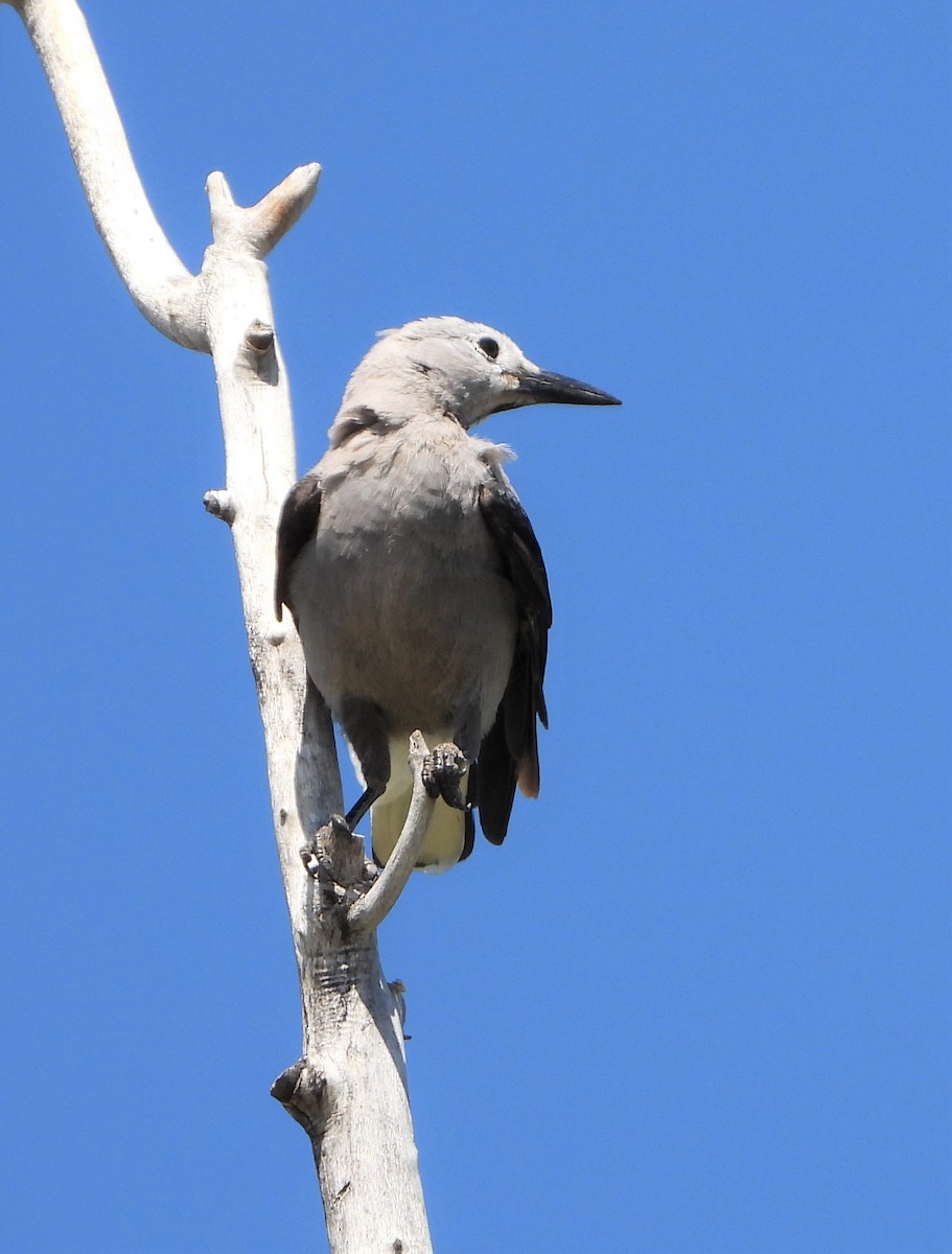 Clark's Nutcracker - ML351151711