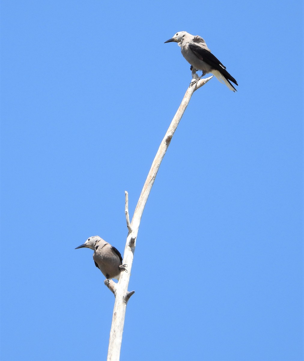 Clark's Nutcracker - ML351151721