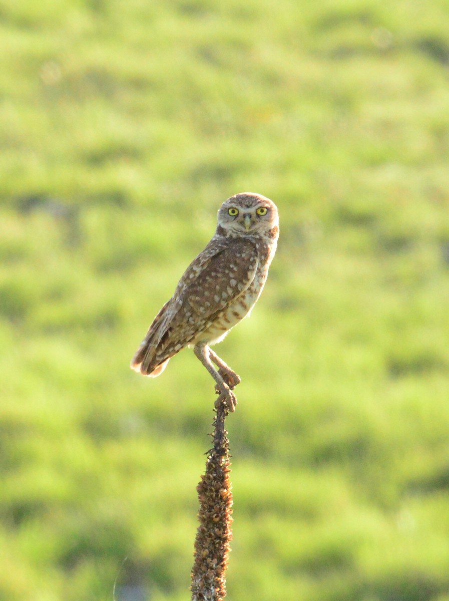 Burrowing Owl - ML351152361