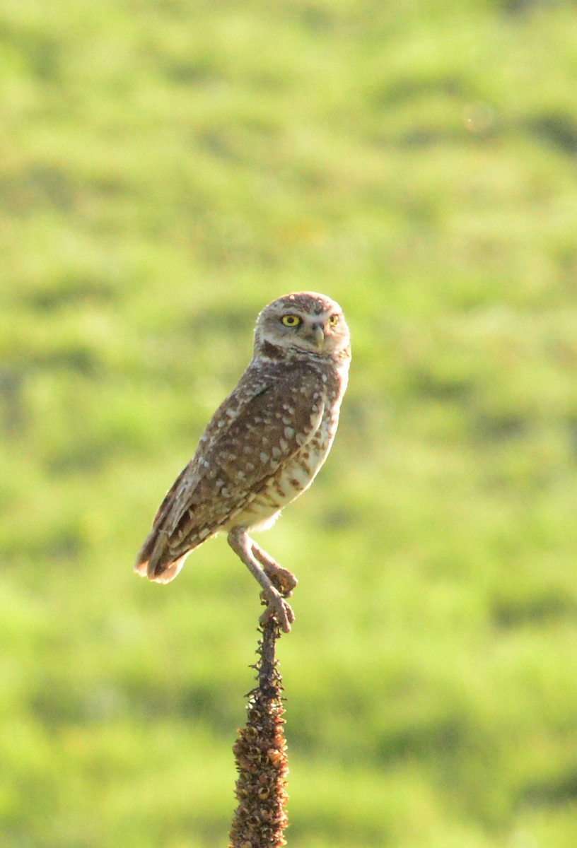 Burrowing Owl - ML351152611