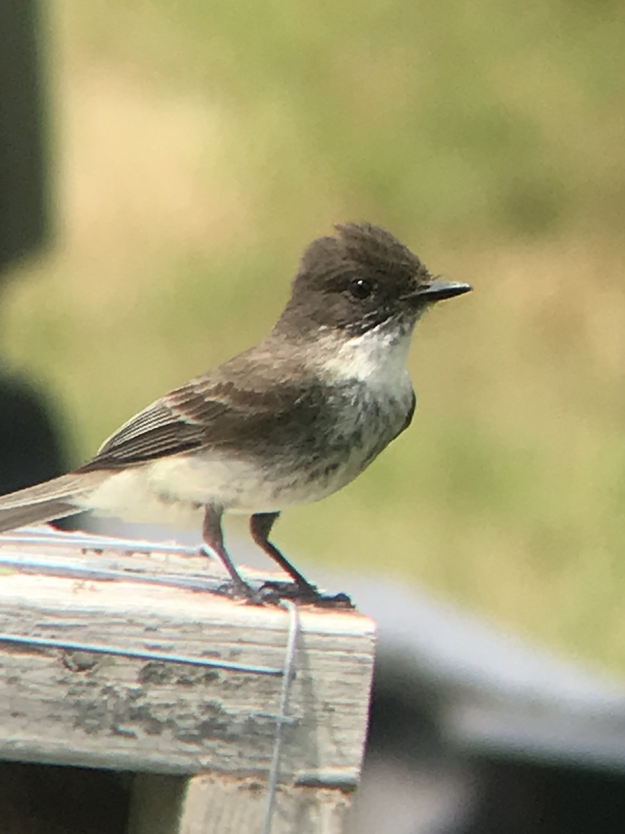 Eastern Phoebe - Matt Wallace