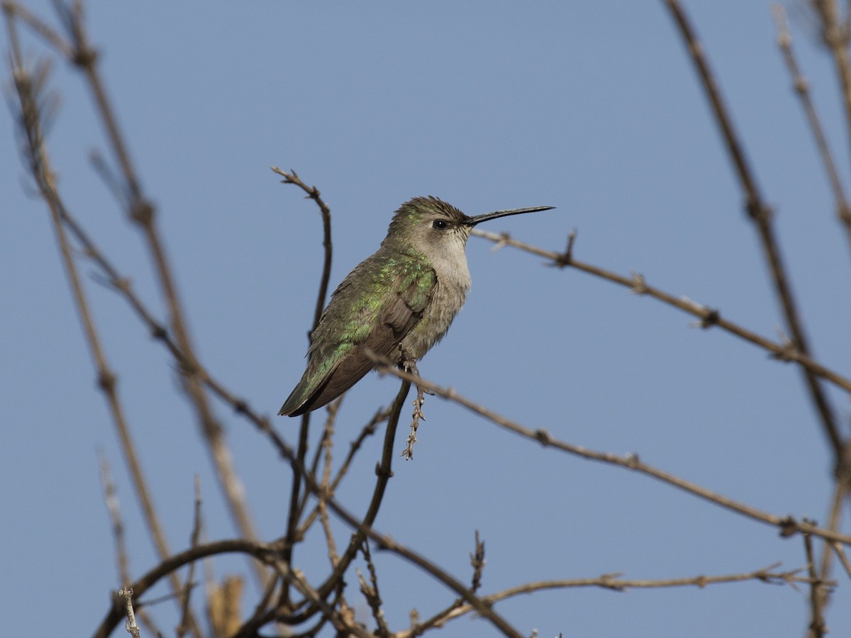 Costa's Hummingbird - ML351153591