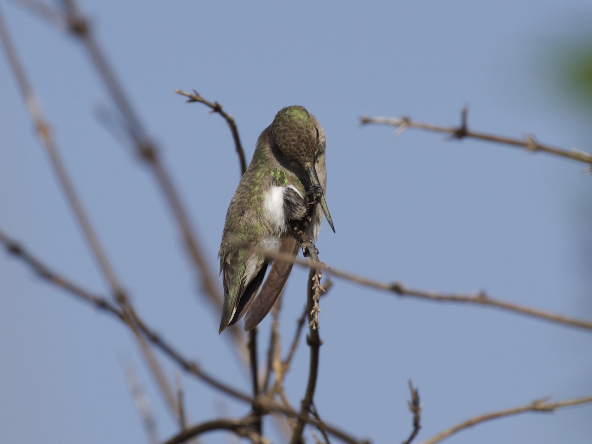 Costa's Hummingbird - ML351153681