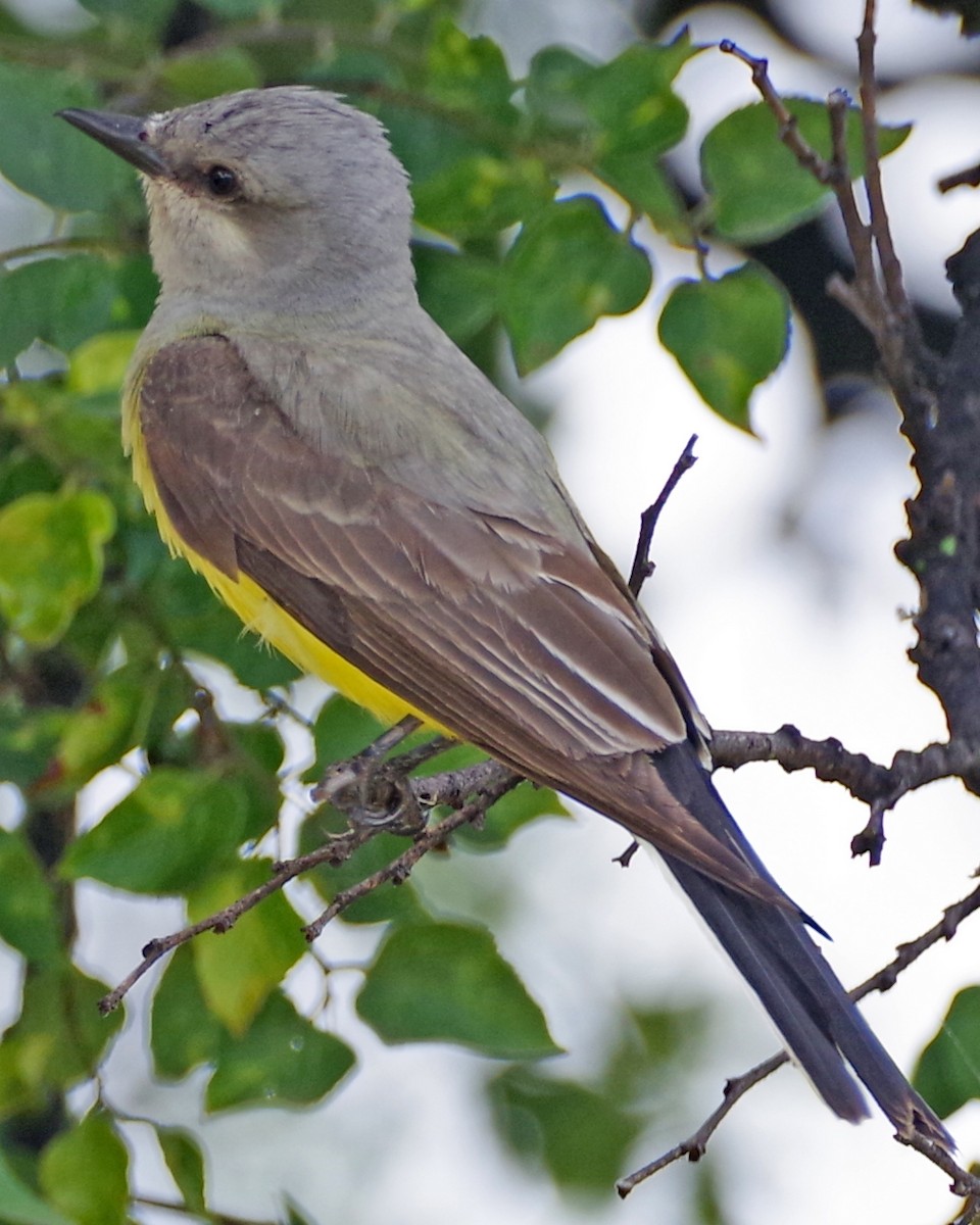 Western Kingbird - Bill Winkler