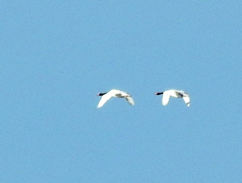 Cygne à cou noir - ML351155111