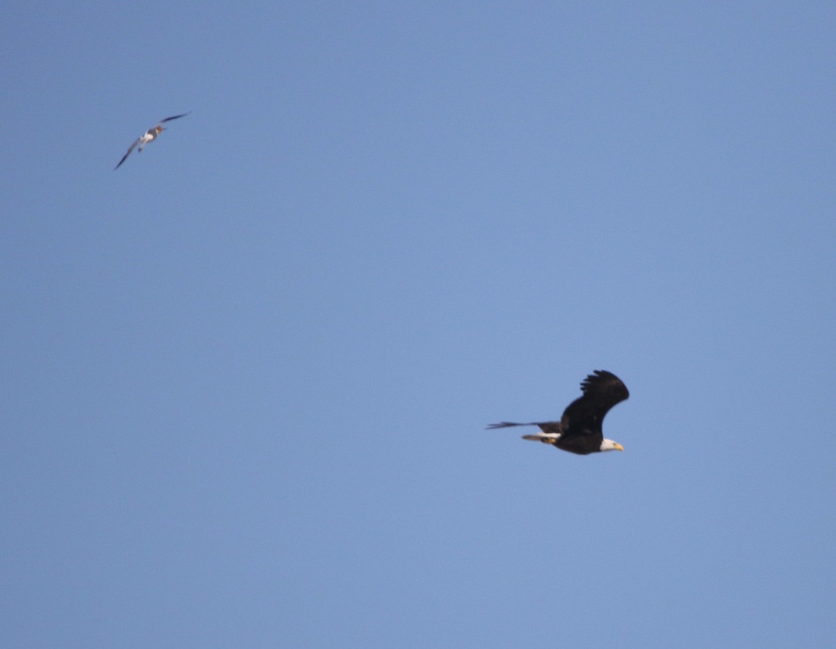 Bald Eagle - ML351155521