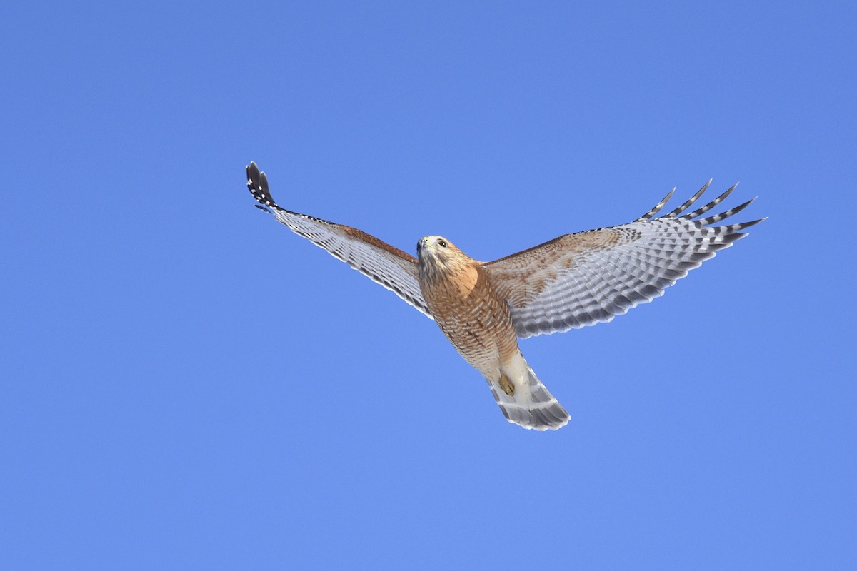 Red-shouldered Hawk - ML351157031