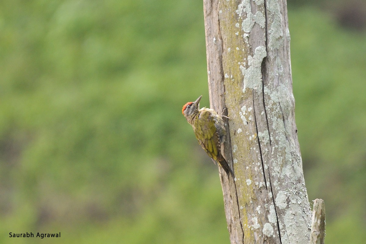 Streak-throated Woodpecker - Saurabh Agrawal