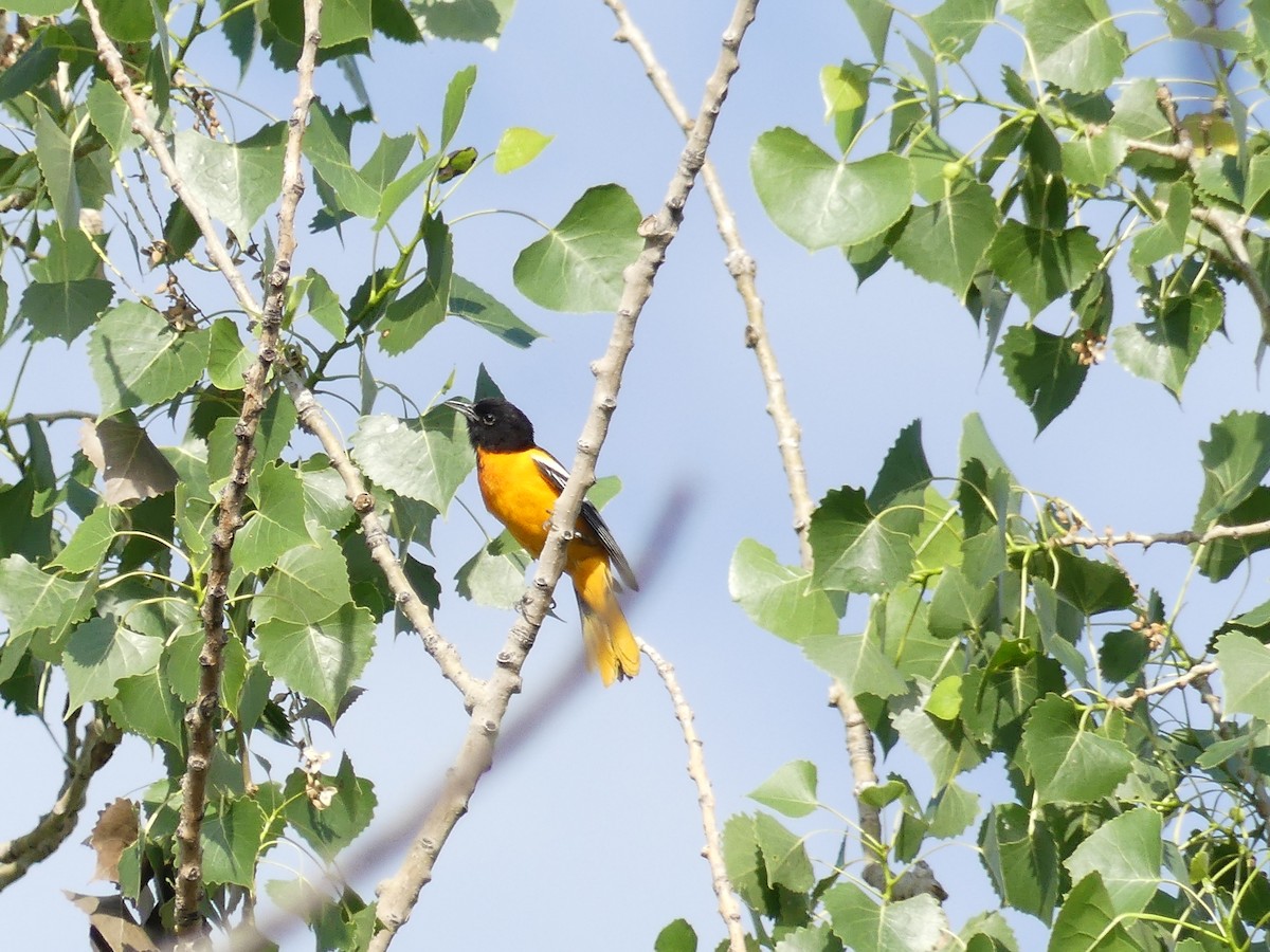 Baltimore Oriole - ML351161021