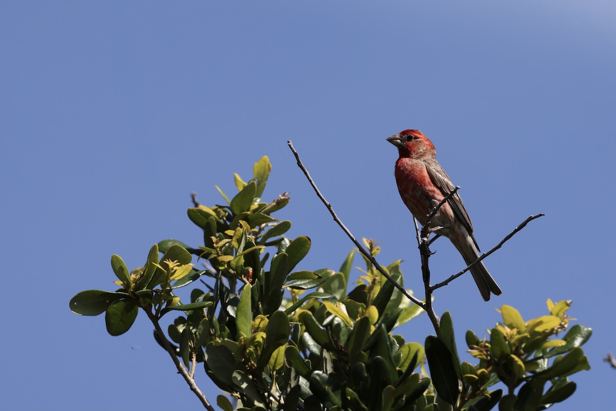 House Finch - ML351161081