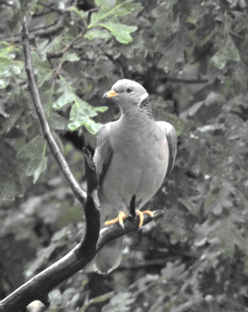 Band-tailed Pigeon - ML351161131