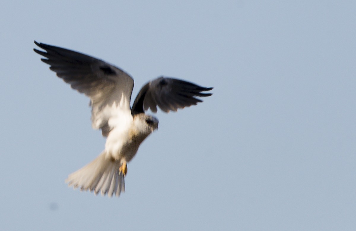 White-tailed Kite - ML351161371