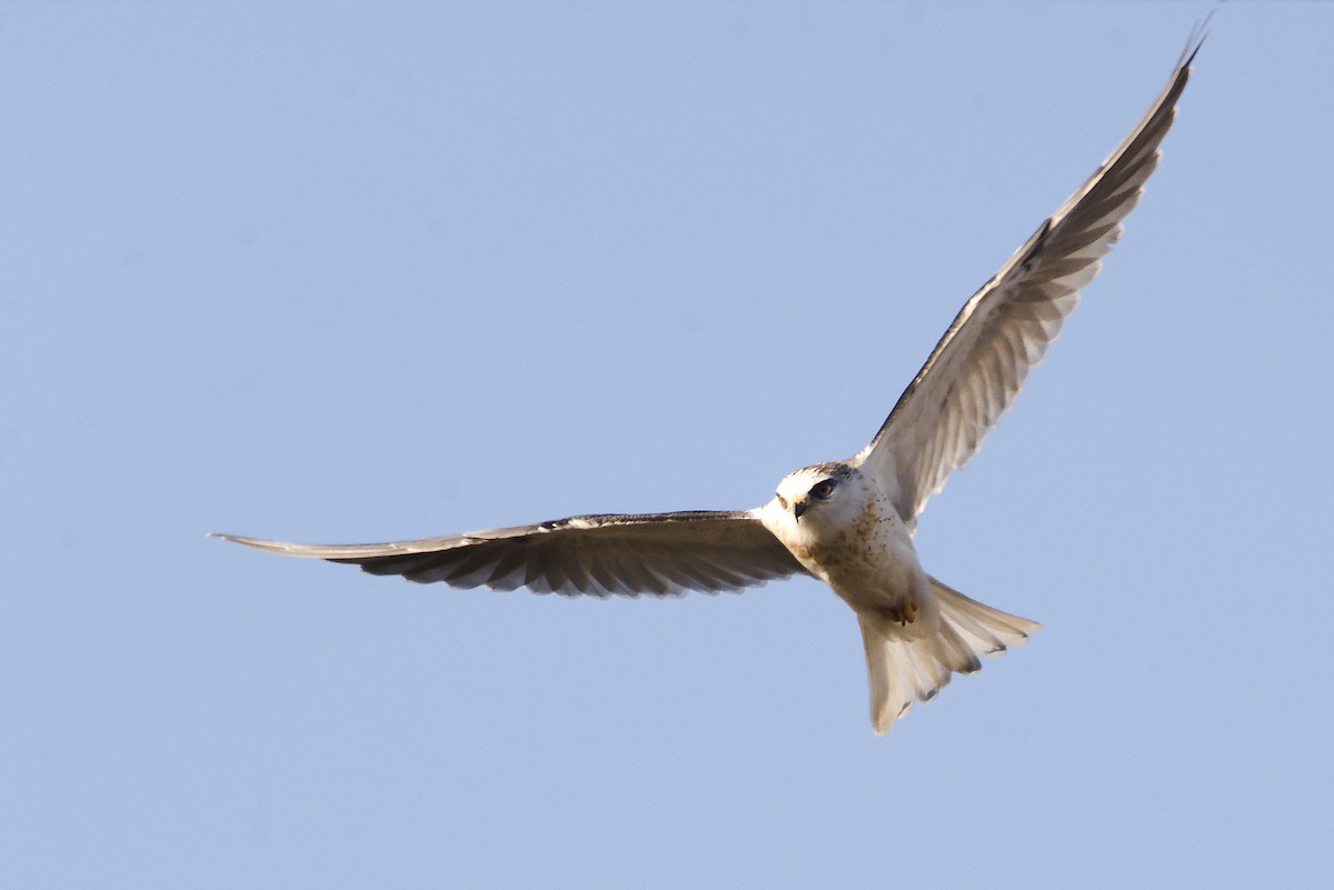 White-tailed Kite - ML351161451