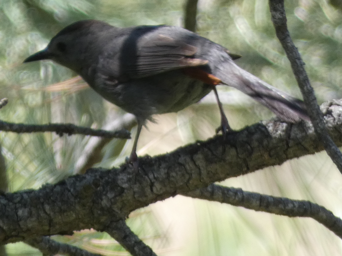 Gray Catbird - ML351162291