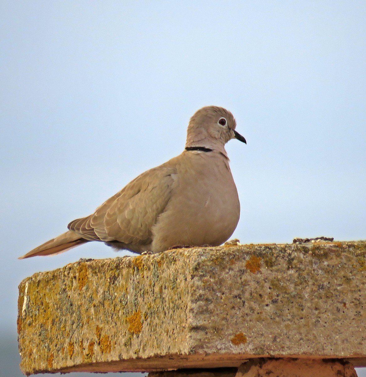 Eurasian Collared-Dove - Joao Freitas