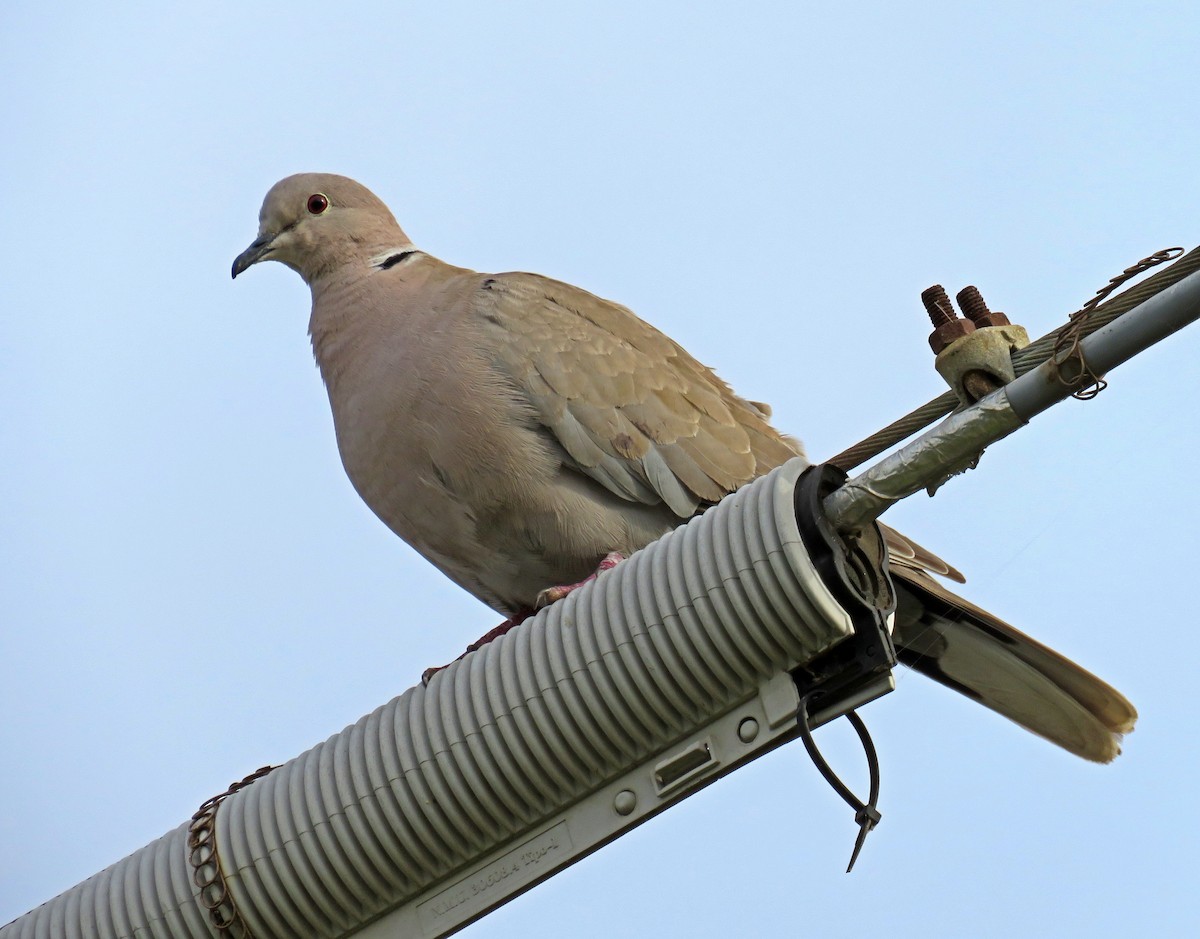 Eurasian Collared-Dove - ML351162611