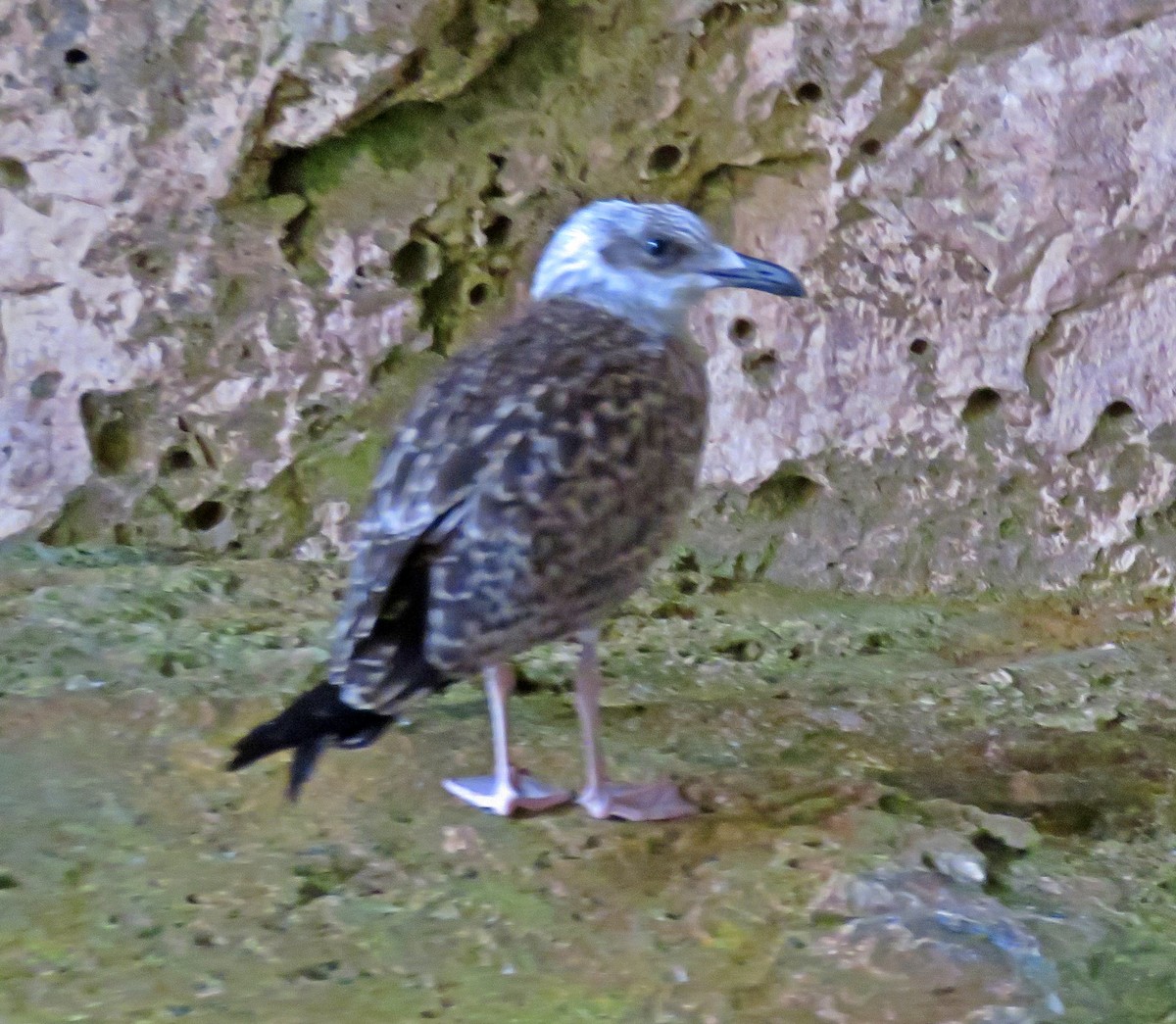 Yellow-legged Gull - Joao Freitas