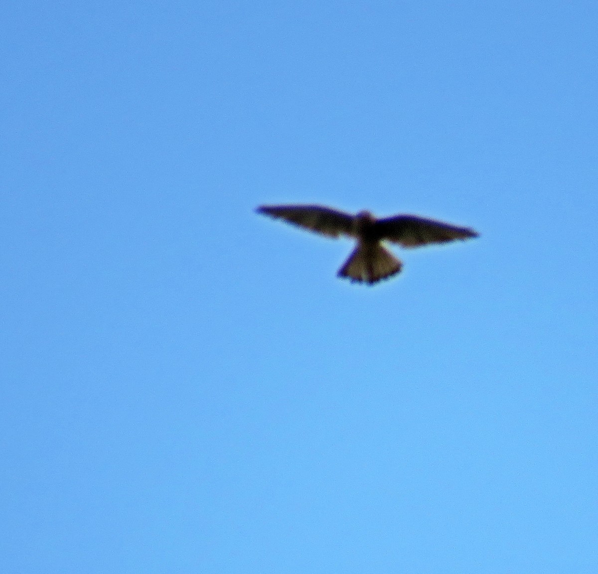 Eurasian Kestrel - Joao Freitas