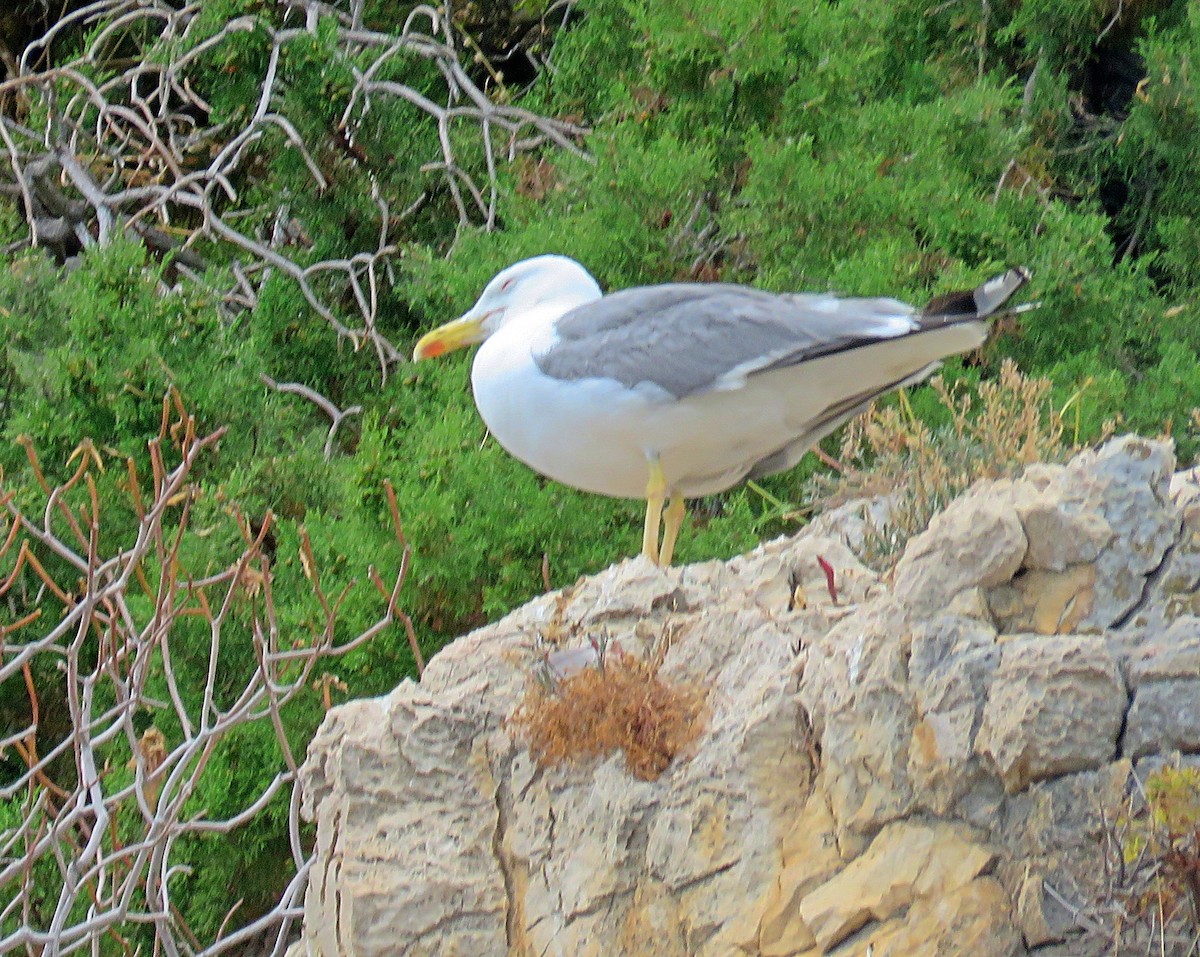 Yellow-legged Gull - Joao Freitas