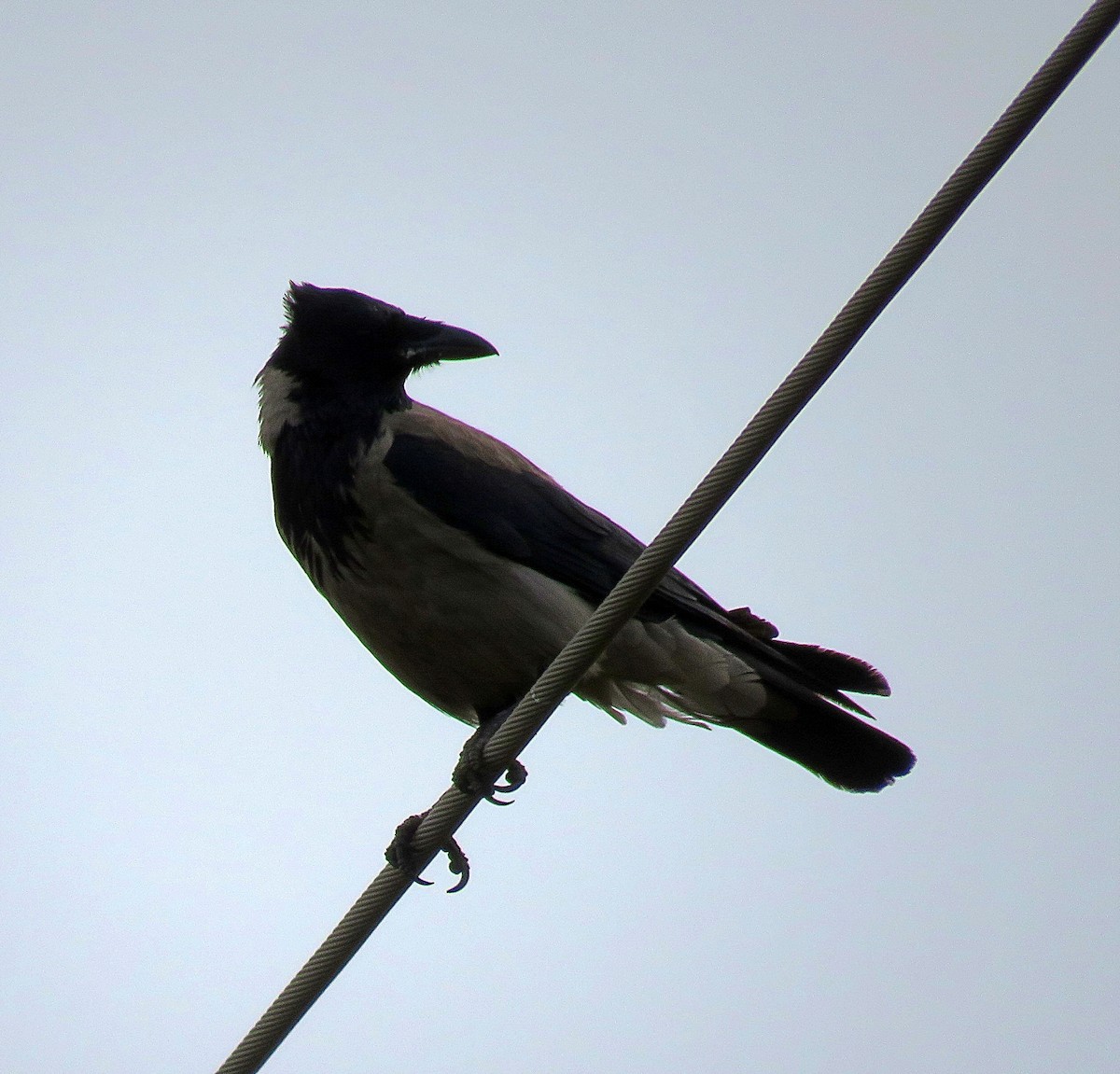 Hooded Crow - ML351162721