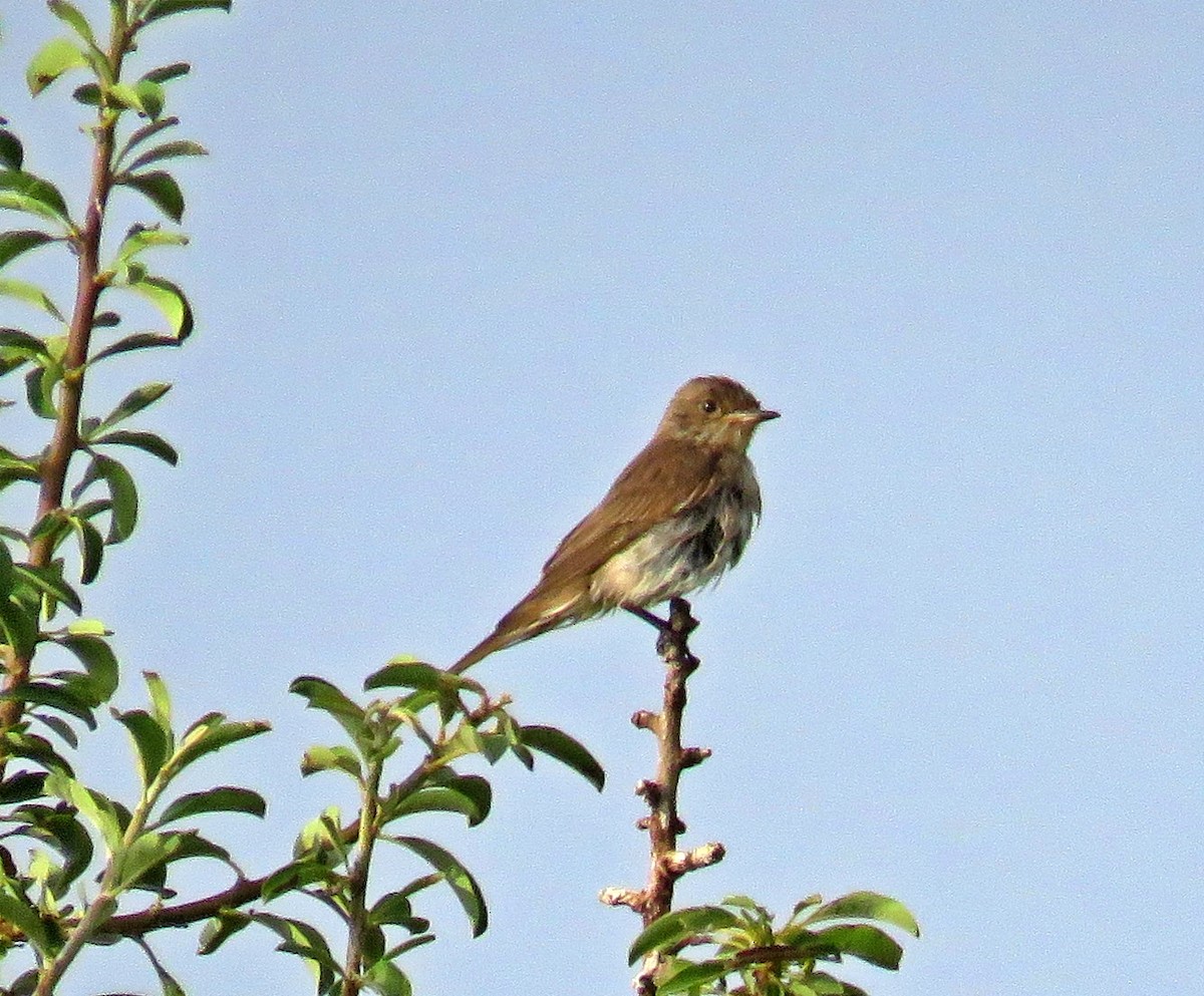 Spotted Flycatcher - ML351162831