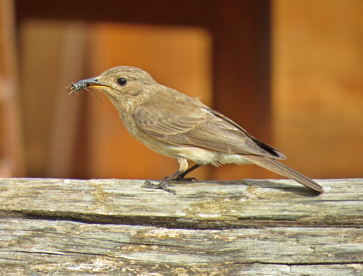 Spotted Flycatcher - Joao Freitas