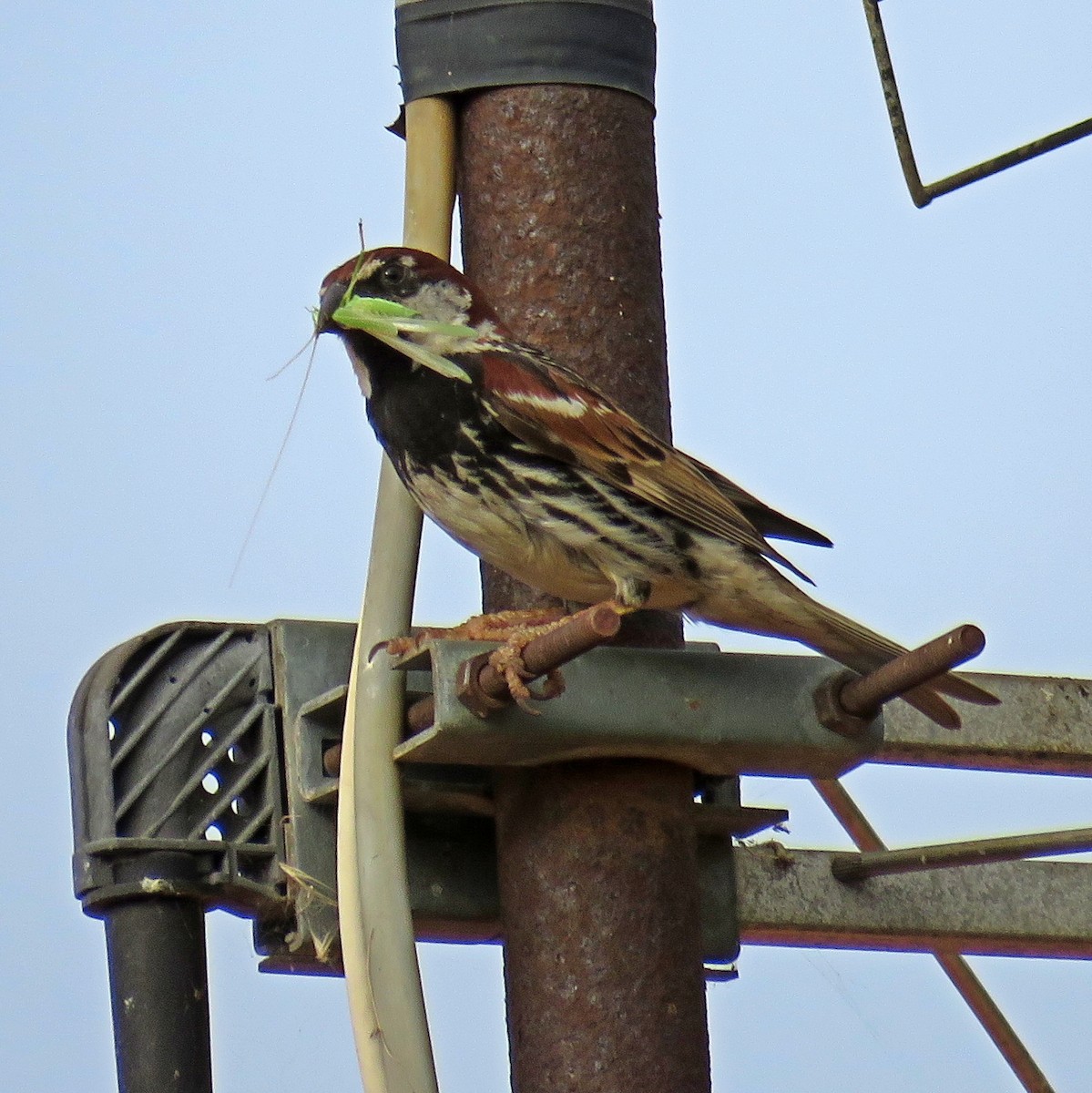 Spanish Sparrow - Joao Freitas