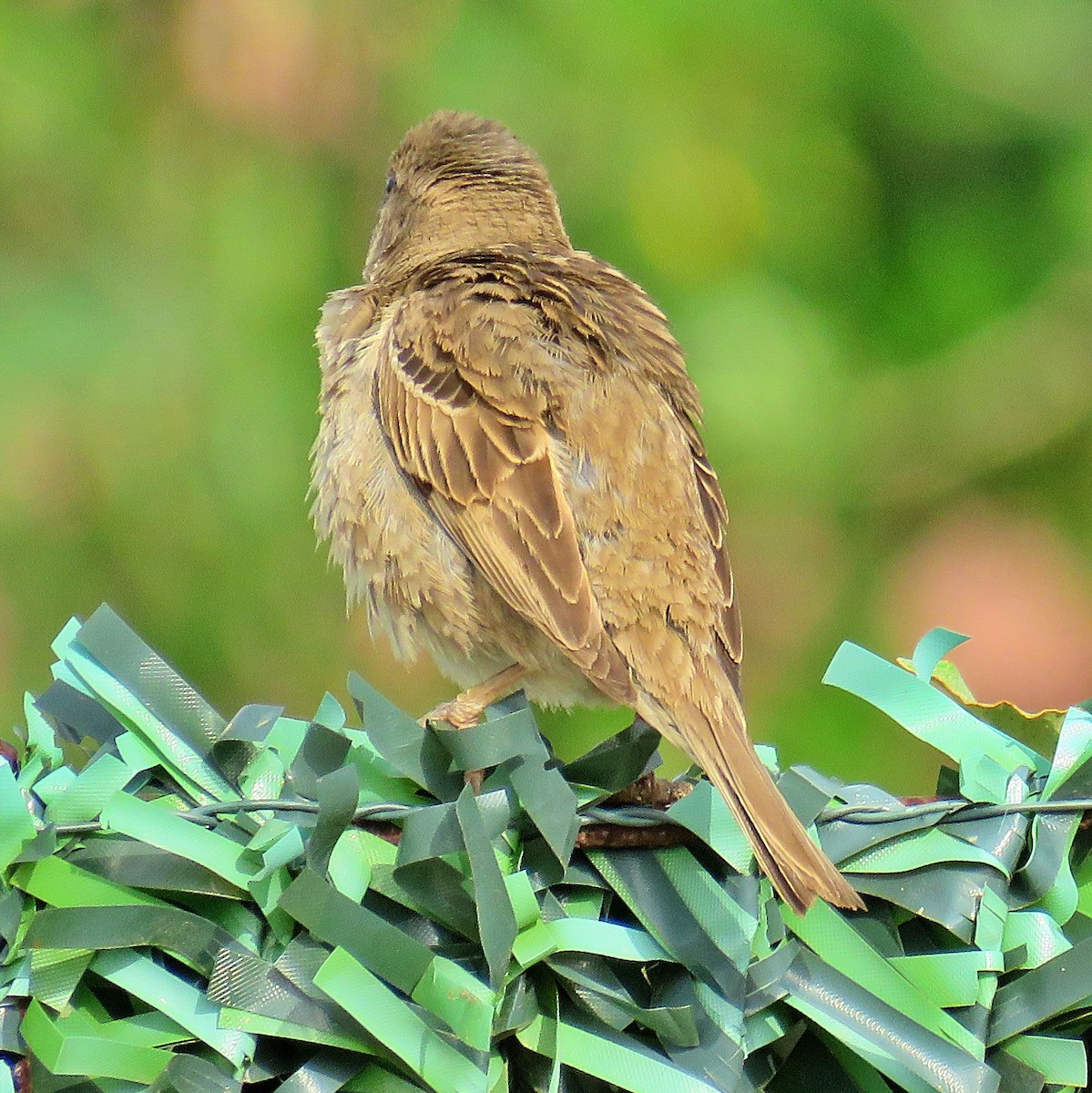 Spanish Sparrow - ML351163041