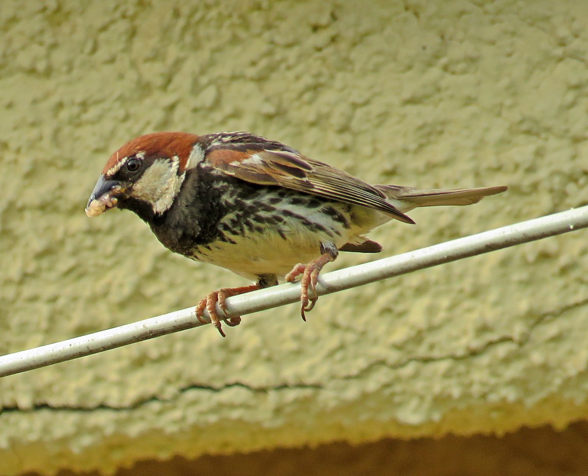 Spanish Sparrow - Joao Freitas