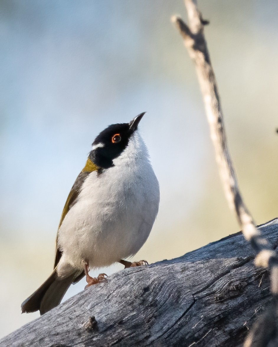 White-naped Honeyeater - ML351163131