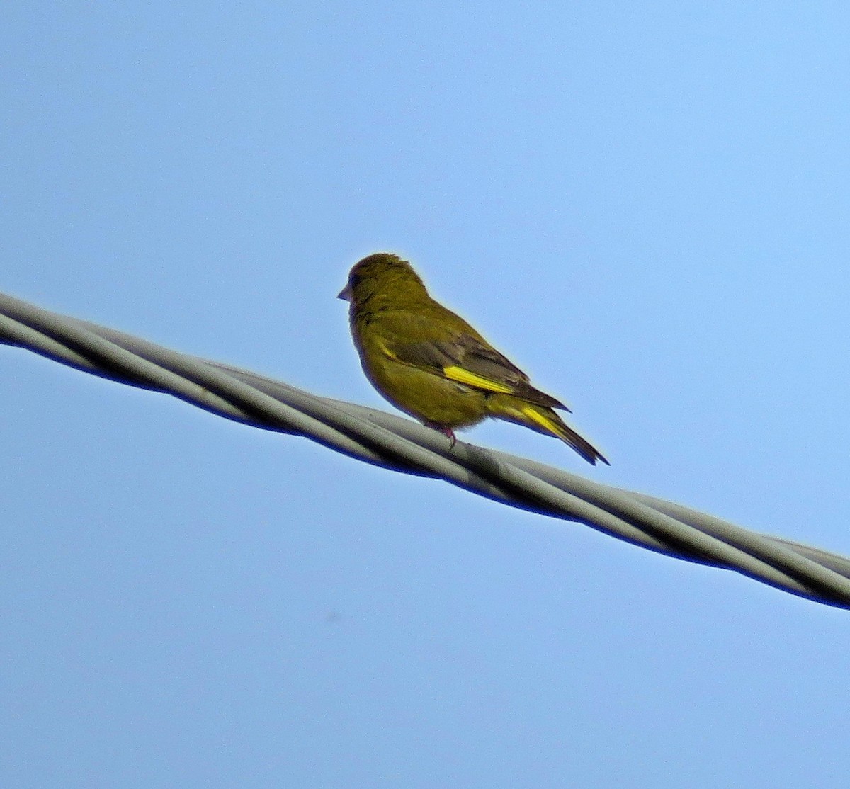 European Greenfinch - Joao Freitas