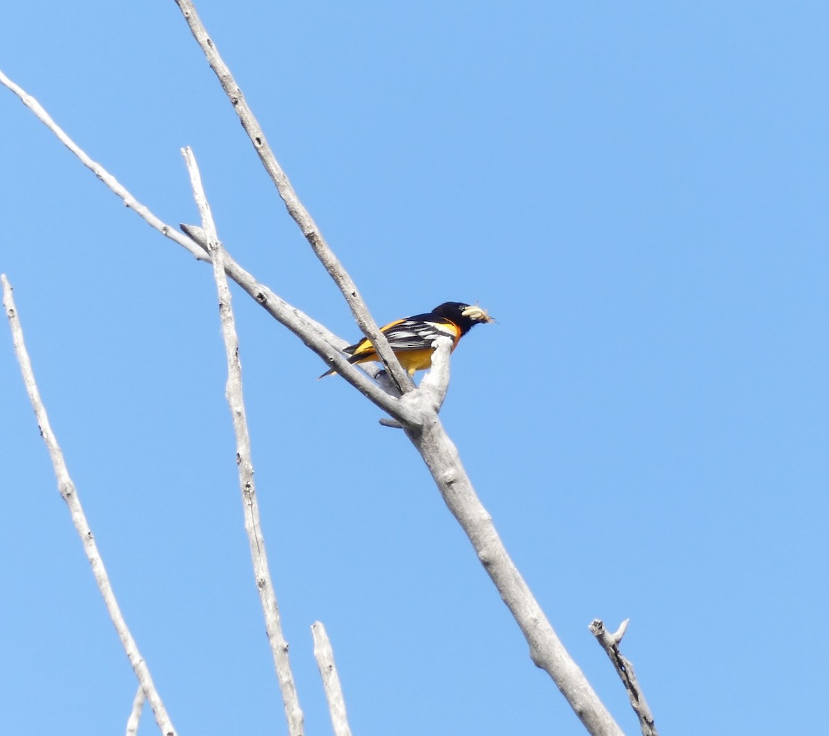 Baltimore Oriole - ML351163311