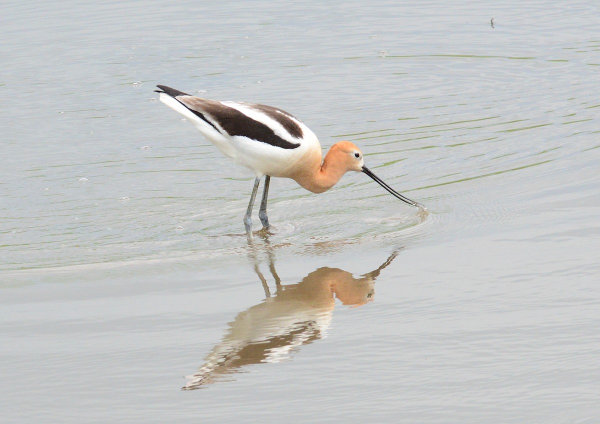 American Avocet - ML351163981