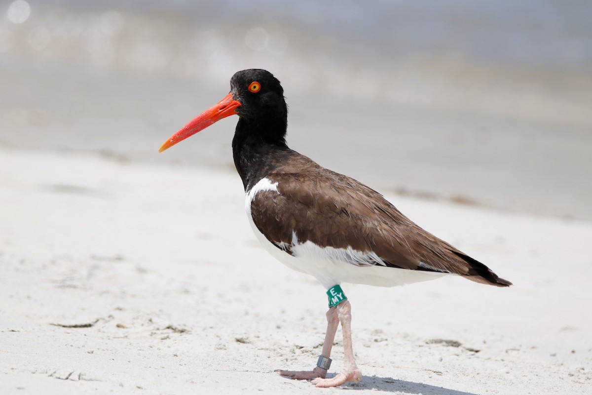 American Oystercatcher - Mary Erickson