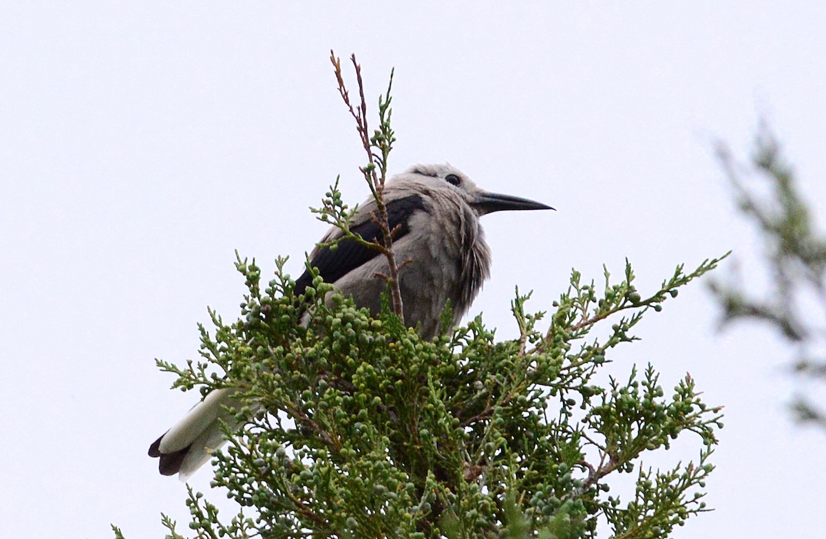 konglekråke - ML351164831