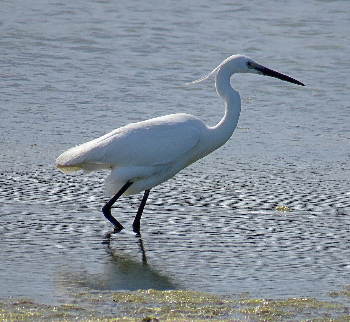 Little Egret - Joao Freitas