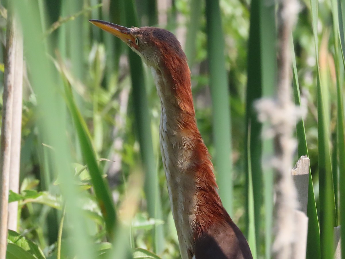 Least Bittern - ML351166321