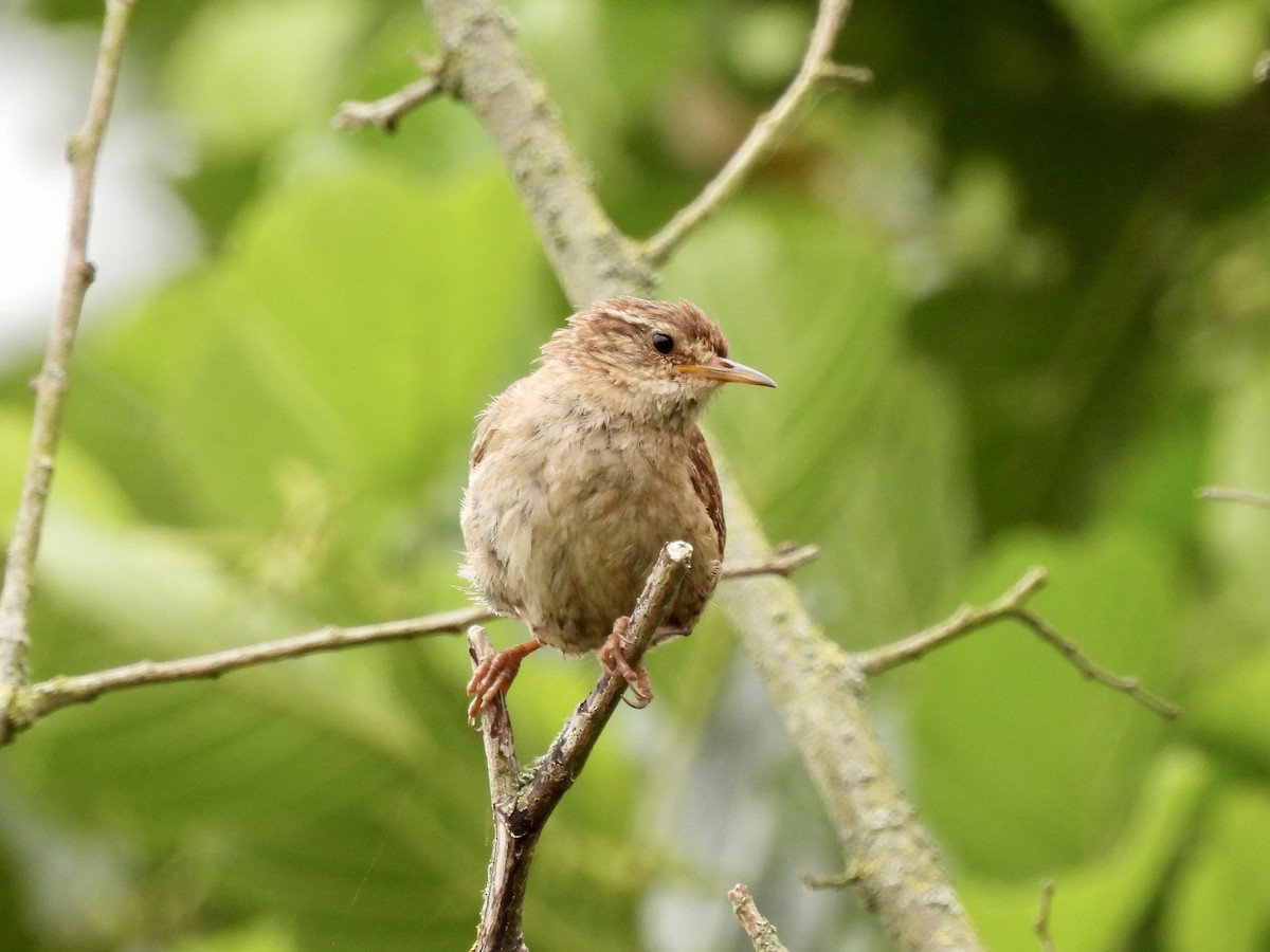 Eurasian Wren - ML351167321