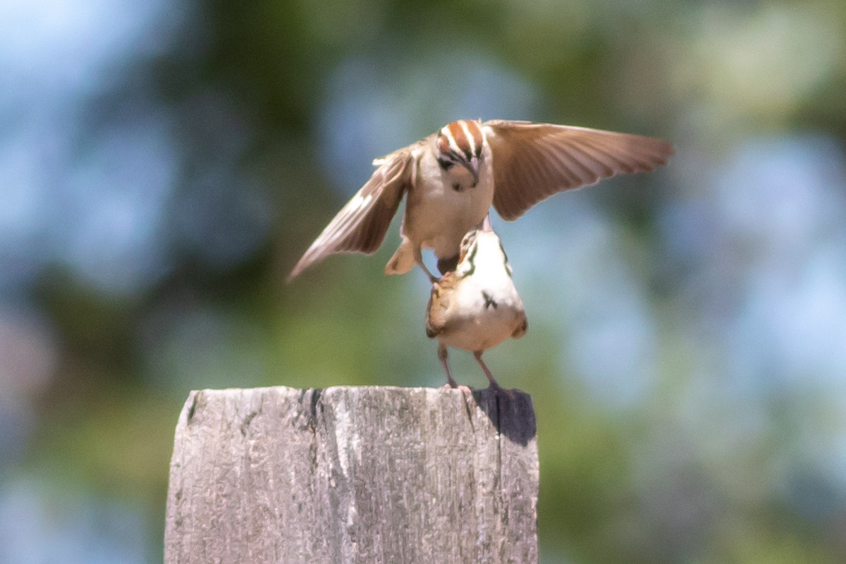 Lark Sparrow - ML351168321