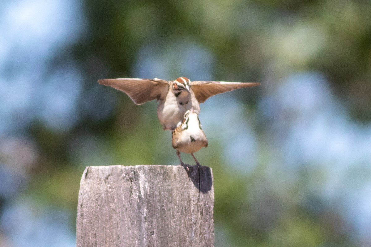 Lark Sparrow - ML351168341