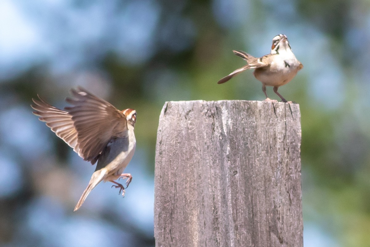 Lark Sparrow - ML351168351