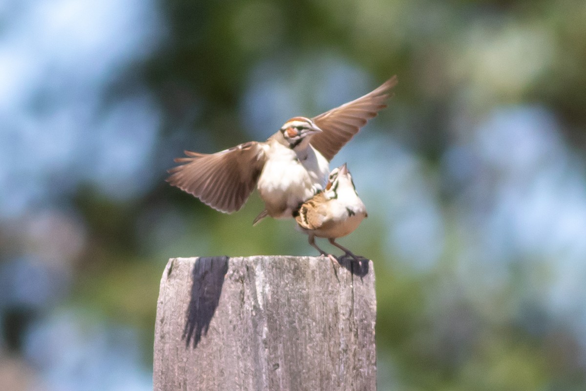 Lark Sparrow - ML351168371