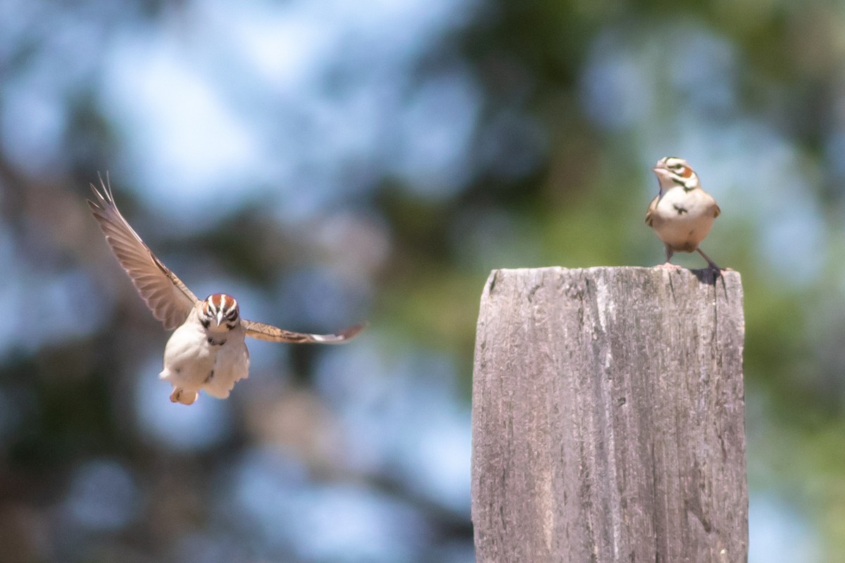Lark Sparrow - ML351168381