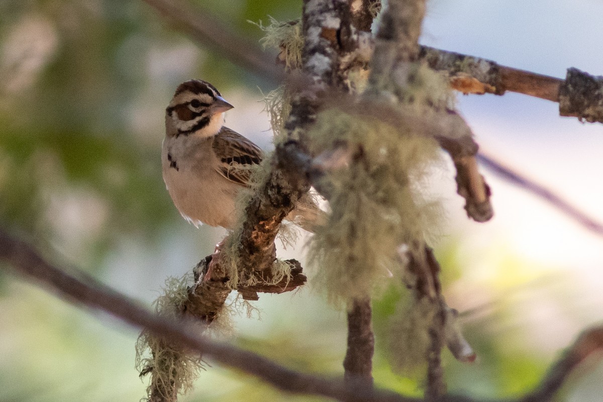 Lark Sparrow - ML351168391