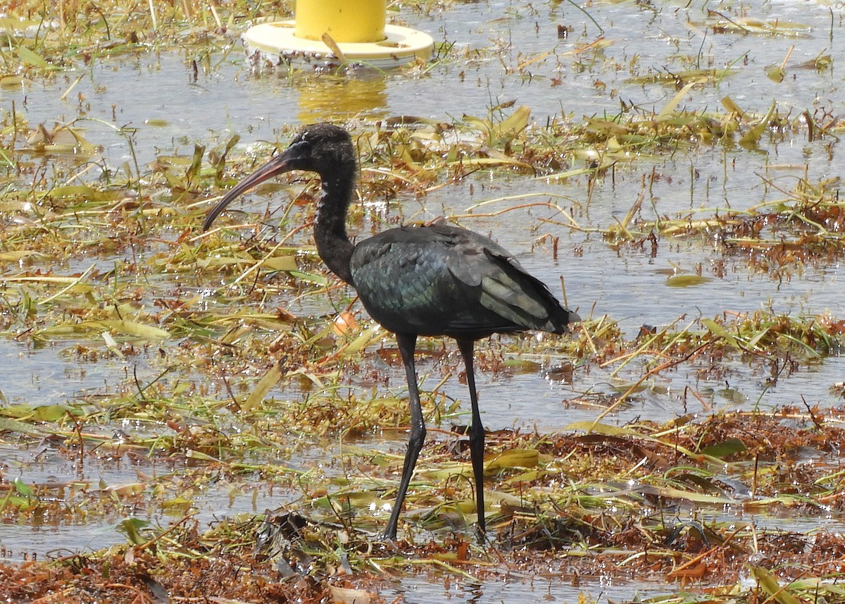 Glossy Ibis - ML351168561