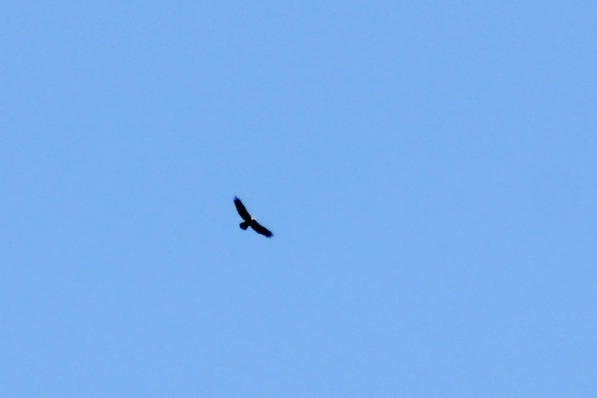 Golden Eagle - ML351168641