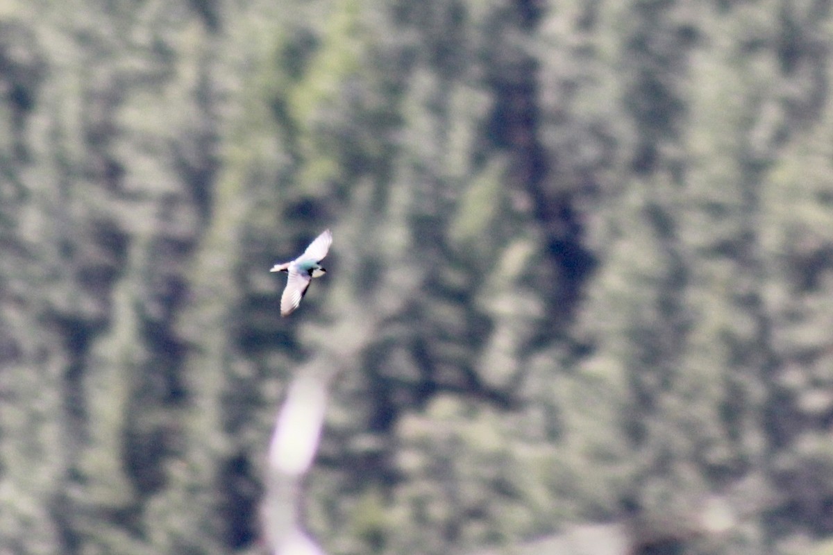 Violet-green Swallow - ML351168661