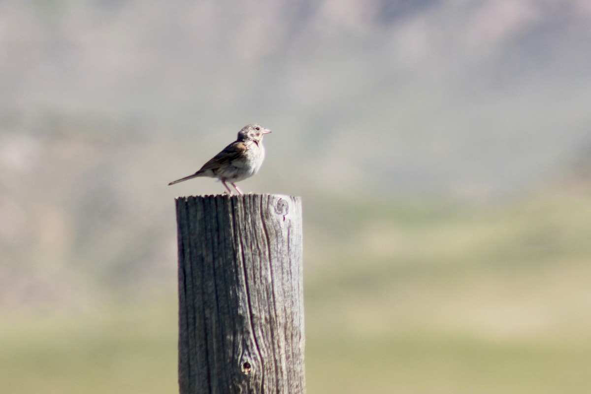 Vesper Sparrow - ML351169021