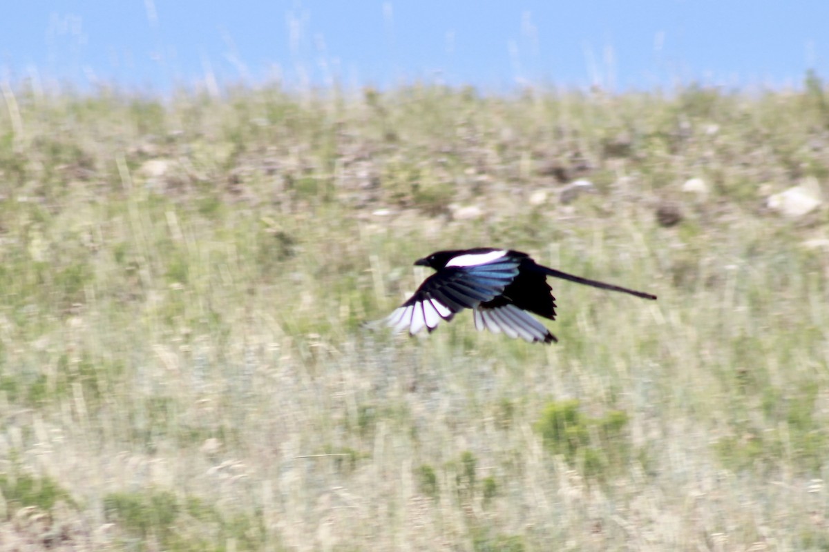 Black-billed Magpie - ML351169111